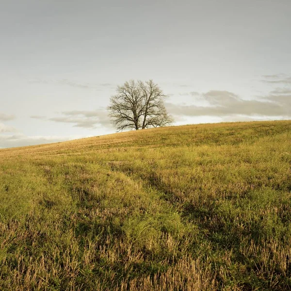 Tarlaya sürülmüş bir tarlanın yeşil tepesindeki yalnız ve kudretli meşe ağacına giden yol. Idyllic sonbahar manzarası. Doğa, çevre, sessizlik, yalnızlık, özgürlük kavramları
