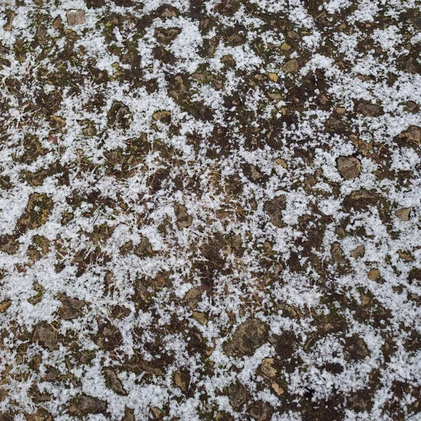 Folhas Secas Outono Douradas Marrons Cobertas Neve Hoarfrost Cristal Branco — Fotografia de Stock