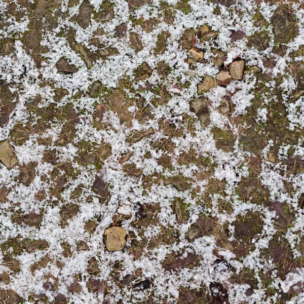 Foglie Secche Autunno Dorate Brune Innevate Cristallo Bianco Gelo Struttura — Foto Stock