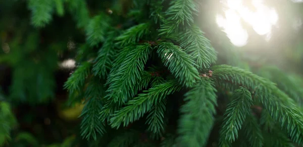 Zelené Jehličí Mladého Smrku Borovicový Les Měkké Sluneční Světlo Stromy — Stock fotografie