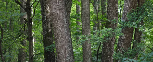 Yeşil yaz yaprak döken orman. Ağaç gövdeleri yakın plan. Karanlık atmosferik manzara. Doğa, ekoloji, çevre koruma