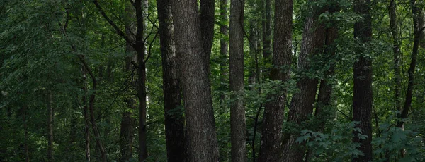 Zielone Lato Las Liściasty Pnie Drzew Bliska Ciemny Krajobraz Atmosferyczny — Zdjęcie stockowe