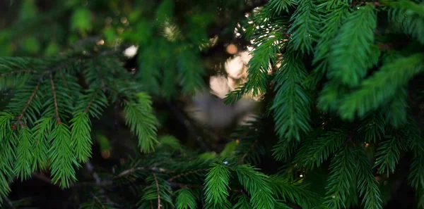 Πράσινες Βελόνες Από Νεαρό Έλατο Δάσος Πεύκου Μαλακό Φως Δέντρα — Φωτογραφία Αρχείου