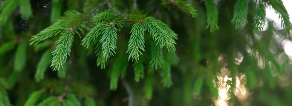 Green Needles Young Spruce Tree Pine Forest Soft Sunlight Trees — Stock Photo, Image