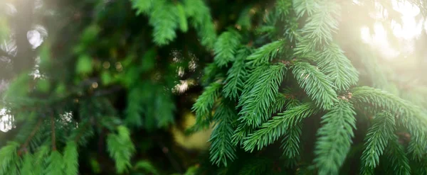 Gröna Nålar Gran Tallskog Mjukt Solljus Träd Suddas Bokeh Makrofotografi — Stockfoto