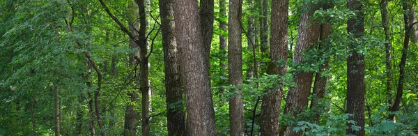 낙엽수림 줄기를 클로즈업합니다 어두운 생태학 — 스톡 사진