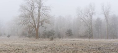 Gün doğumunda sisli bir orman parkında. Buz, kar, sis, yumuşak güneş ışığı. Güçlü ve genç ağaçlar, bitkiler. Baharın başında. Saf doğa, çevre, hava, iklim değişikliği. Temiz hava, eko turizm konsepti