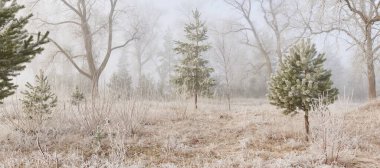 Gün doğumunda sisli bir orman parkında. Buz, kar, sis, yumuşak güneş ışığı. Güçlü ve genç ağaçlar, bitkiler. Baharın başında. Saf doğa, çevre, hava, iklim değişikliği. Temiz hava, eko turizm konsepti