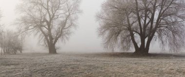 Forest park in a fog at sunrise. Frost, snow, mist, soft sunlight. Mighty and young trees, plants. Early spring. Pure nature, environment, weather, climate change. Fresh air, eco tourism concept