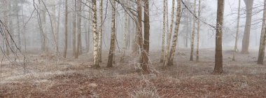 Gün doğumunda sisli bir orman parkında. Buz, kar, sis, yumuşak güneş ışığı. Güçlü ve genç ağaçlar, bitkiler. Baharın başında. Saf doğa, çevre, hava, iklim değişikliği. Temiz hava, eko turizm konsepti