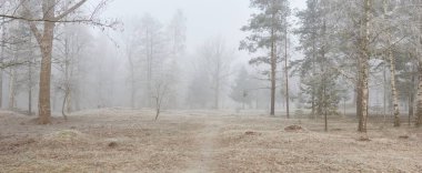 Gün doğumunda sisli bir orman parkında. Buz, kar, sis, yumuşak güneş ışığı. Güçlü ve genç ağaçlar, bitkiler. Baharın başında. Saf doğa, çevre, hava, iklim değişikliği. Temiz hava, eko turizm konsepti