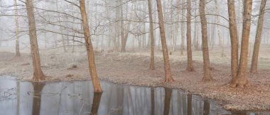 Küçük nehir (göl. Bir orman parkında. Buz, kar, sis, yumuşak ışık. Güçlü ve genç ağaçlar, bitkiler. Baharın başında. Saf doğa, çevre, hava, iklim değişikliği. Temiz hava, eko turizm teması