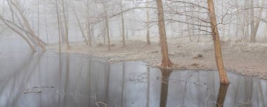 Küçük nehir (göl. Bir orman parkında. Buz, kar, sis, yumuşak ışık. Güçlü ve genç ağaçlar, bitkiler. Baharın başında. Saf doğa, çevre, hava, iklim değişikliği. Temiz hava, eko turizm teması