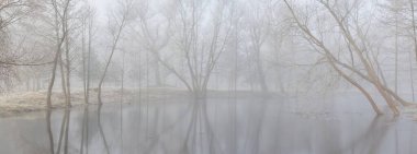 Küçük nehir (göl. Bir orman parkında. Buz, kar, sis, yumuşak ışık. Güçlü ve genç ağaçlar, bitkiler. Baharın başında. Saf doğa, çevre, hava, iklim değişikliği. Temiz hava, eko turizm teması