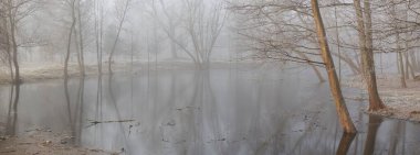 Küçük nehir (göl. Bir orman parkında. Buz, kar, sis, yumuşak ışık. Güçlü ve genç ağaçlar, bitkiler. Baharın başında. Saf doğa, çevre, hava, iklim değişikliği. Temiz hava, eko turizm teması