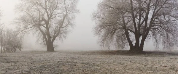 Gün doğumunda sisli bir orman parkında. Buz, kar, sis, yumuşak güneş ışığı. Güçlü ve genç ağaçlar, bitkiler. Baharın başında. Saf doğa, çevre, hava, iklim değişikliği. Temiz hava, eko turizm konsepti
