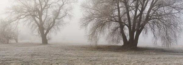 Lesní Park Mlze Úsvitu Mráz Sníh Mlha Měkké Sluneční Světlo — Stock fotografie