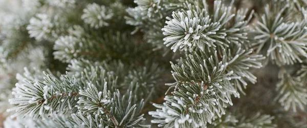 Young Evergreen Tree Branch Cone Covered Frost Needles Close Pine — Stock Fotó