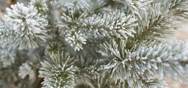 Young Evergreen Tree Branch Cone Covered Frost Needles Close Pine — стоковое фото