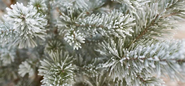 Junger Immergrüner Ast Mit Einem Zapfen Der Mit Frost Bedeckt — Stockfoto