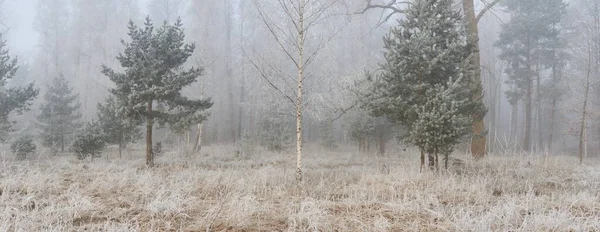 Gün doğumunda sisli bir orman parkında. Buz, kar, sis, yumuşak güneş ışığı. Güçlü ve genç ağaçlar, bitkiler. Baharın başında. Saf doğa, çevre, hava, iklim değişikliği. Temiz hava, eko turizm konsepti