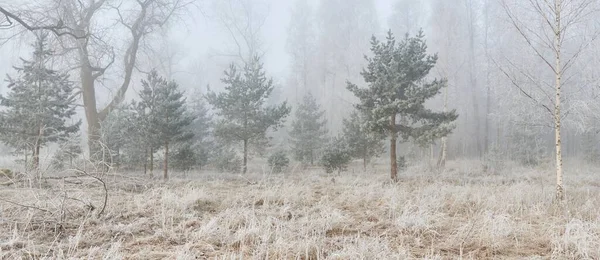 Gün doğumunda sisli bir orman parkında. Buz, kar, sis, yumuşak güneş ışığı. Güçlü ve genç ağaçlar, bitkiler. Baharın başında. Saf doğa, çevre, hava, iklim değişikliği. Temiz hava, eko turizm konsepti