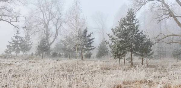 Lesní Park Mlze Úsvitu Mráz Sníh Mlha Měkké Sluneční Světlo — Stock fotografie