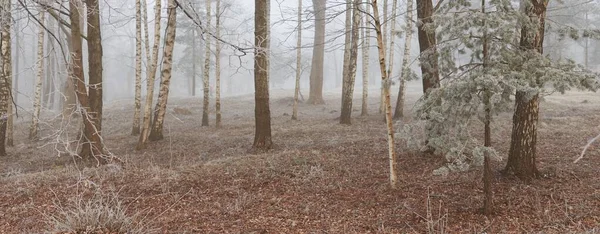Gün doğumunda sisli bir orman parkında. Buz, kar, sis, yumuşak güneş ışığı. Güçlü ve genç ağaçlar, bitkiler. Baharın başında. Saf doğa, çevre, hava, iklim değişikliği. Temiz hava, eko turizm konsepti