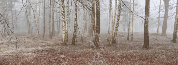 Gün doğumunda sisli bir orman parkında. Buz, kar, sis, yumuşak güneş ışığı. Güçlü ve genç ağaçlar, bitkiler. Baharın başında. Saf doğa, çevre, hava, iklim değişikliği. Temiz hava, eko turizm konsepti