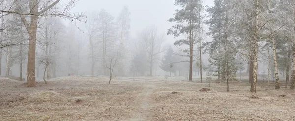 Gün doğumunda sisli bir orman parkında. Buz, kar, sis, yumuşak güneş ışığı. Güçlü ve genç ağaçlar, bitkiler. Baharın başında. Saf doğa, çevre, hava, iklim değişikliği. Temiz hava, eko turizm konsepti