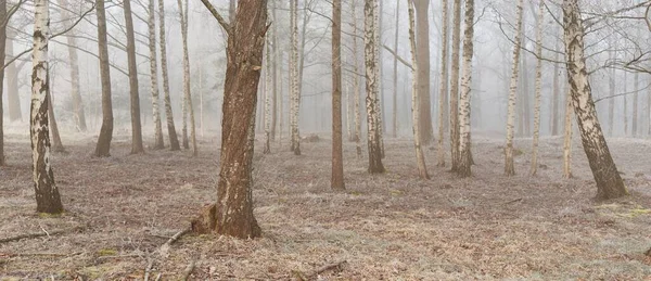Gün doğumunda sisli bir orman parkında. Buz, kar, sis, yumuşak güneş ışığı. Güçlü ve genç ağaçlar, bitkiler. Baharın başında. Saf doğa, çevre, hava, iklim değişikliği. Temiz hava, eko turizm konsepti