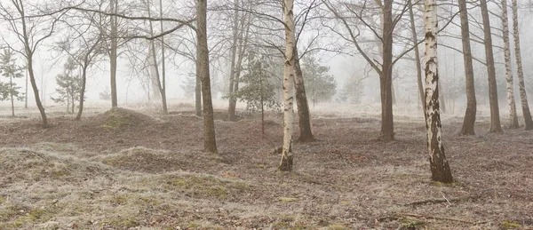 Gün doğumunda sisli bir orman parkında. Buz, kar, sis, yumuşak güneş ışığı. Güçlü ve genç ağaçlar, bitkiler. Baharın başında. Saf doğa, çevre, hava, iklim değişikliği. Temiz hava, eko turizm konsepti