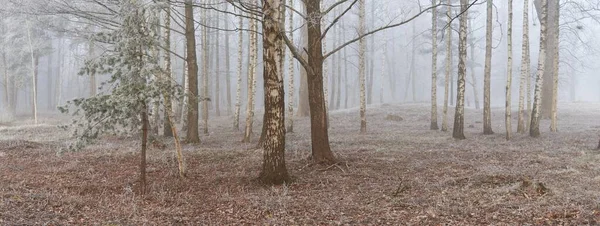 Gün doğumunda sisli bir orman parkında. Buz, kar, sis, yumuşak güneş ışığı. Güçlü ve genç ağaçlar, bitkiler. Baharın başında. Saf doğa, çevre, hava, iklim değişikliği. Temiz hava, eko turizm konsepti