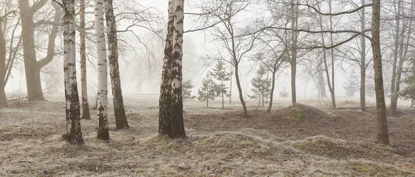 Gün doğumunda sisli bir orman parkında. Buz, kar, sis, yumuşak güneş ışığı. Güçlü ve genç ağaçlar, bitkiler. Baharın başında. Saf doğa, çevre, hava, iklim değişikliği. Temiz hava, eko turizm konsepti