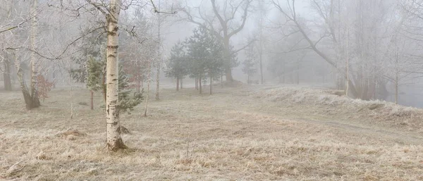 Parque Forestal Una Niebla Amanecer Escarcha Nieve Niebla Suave Luz — Foto de Stock