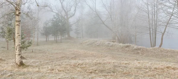 Gün doğumunda sisli bir orman parkında. Buz, kar, sis, yumuşak güneş ışığı. Güçlü ve genç ağaçlar, bitkiler. Baharın başında. Saf doğa, çevre, hava, iklim değişikliği. Temiz hava, eko turizm konsepti