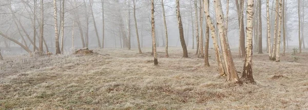 Лісовий Парк Тумані Сході Сонця Мороз Сніг Туман Яке Сонячне — стокове фото