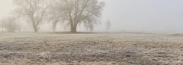 Forest Park Fog Sunrise Frost Snow Mist Soft Sunlight Mighty — Fotografia de Stock