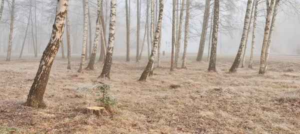 Forest Park Een Mist Bij Zonsopgang Frost Sneeuw Mist Zacht — Stockfoto