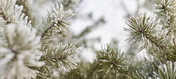 Young Evergreen Tree Branch Cone Covered Frost Needles Close Pine — Stockfoto