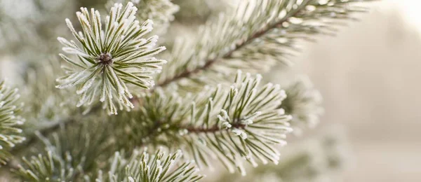 Молода Вічнозелена Гілка Дерева Конусом Покритим Морозом Голки Крупним Планом — стокове фото