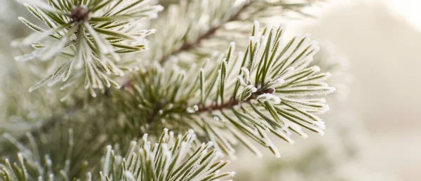 Young Evergreen Tree Branch Cone Covered Frost Needles Close Pine — Stok fotoğraf
