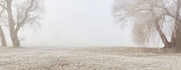 Gün doğumunda sisli bir orman parkında. Buz, kar, sis, yumuşak güneş ışığı. Güçlü ve genç ağaçlar, bitkiler. Baharın başında. Saf doğa, çevre, hava, iklim değişikliği. Temiz hava, eko turizm konsepti