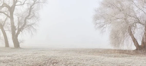 Gün doğumunda sisli bir orman parkında. Buz, kar, sis, yumuşak güneş ışığı. Güçlü ve genç ağaçlar, bitkiler. Baharın başında. Saf doğa, çevre, hava, iklim değişikliği. Temiz hava, eko turizm konsepti