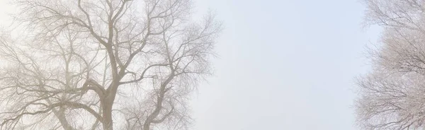 Δυνατό Δέντρο Ενάντια Στον Καταγάλανο Ουρανό Την Αυγή Πάγωμα Χιόνι — Φωτογραφία Αρχείου