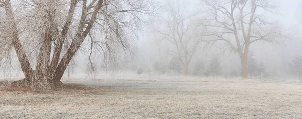 Gün doğumunda sisli bir orman parkında. Buz, kar, sis, yumuşak güneş ışığı. Güçlü ve genç ağaçlar, bitkiler. Baharın başında. Saf doğa, çevre, hava, iklim değişikliği. Temiz hava, eko turizm konsepti