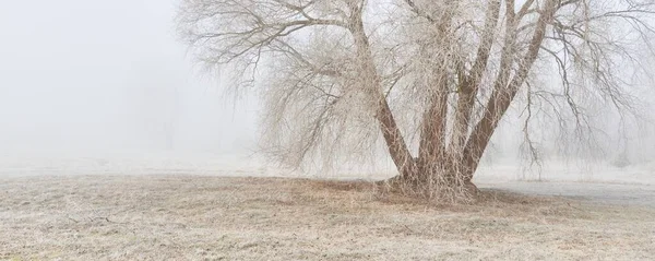 Gün doğumunda sisli bir orman parkında. Buz, kar, sis, yumuşak güneş ışığı. Güçlü ve genç ağaçlar, bitkiler. Baharın başında. Saf doğa, çevre, hava, iklim değişikliği. Temiz hava, eko turizm konsepti