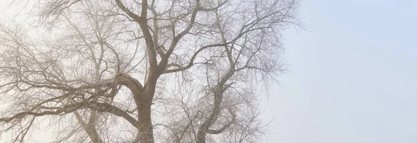 Potężne Drzewo Przeciwko Błękitnemu Niebu Wschodzie Słońca Mróz Śnieg Mgła — Zdjęcie stockowe