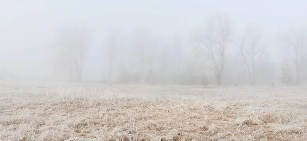 Lesní Park Mlze Úsvitu Mráz Sníh Mlha Měkké Sluneční Světlo — Stock fotografie