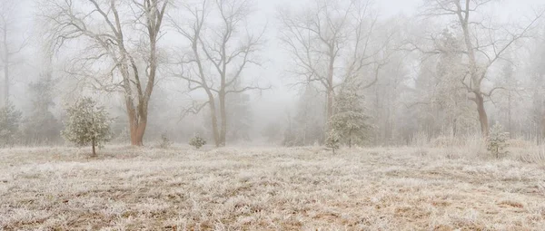 Forest Park Fog Sunrise Frost Snow Mist Soft Sunlight Mighty — стоковое фото